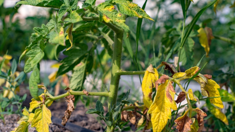 Дефицит кальция и калия у томатов: признаки и лечение