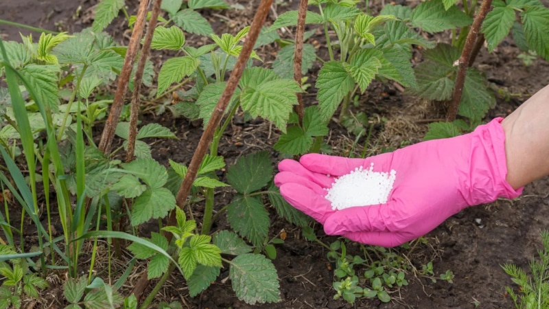 Осенняя подкормка малины: правила и удобрения