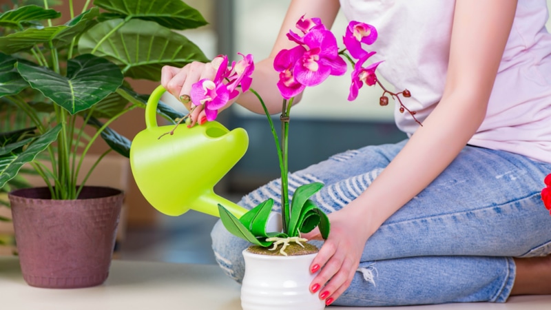 Полив орхидей: ошибки и правила