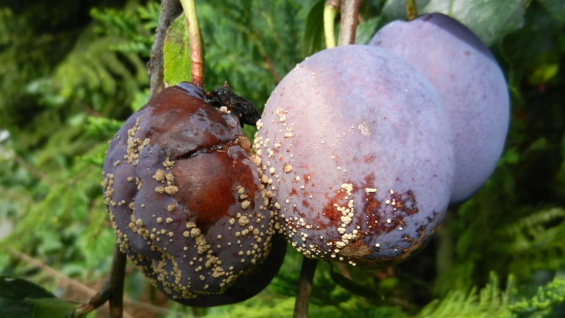 Монилиоз слив: борьба с плодовой гнилью