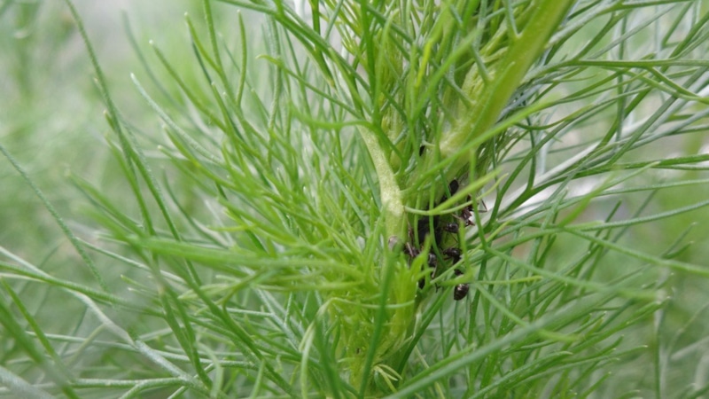 Борьба с тлей на укропе: безопасные методы
