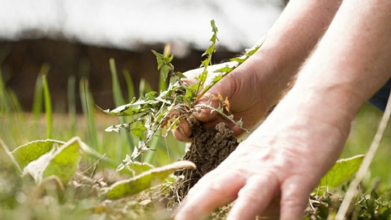 Удобрение из сорняков: рецепт настоя для подкормки