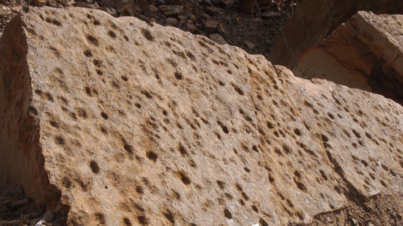 Древнейшие следы выхода на сушу: находка в Польше