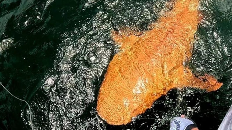 Акула-нянька с ксантизмом: золотая находка в Коста-Рике