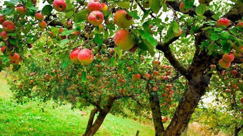 Нежелательные соседи для яблони: что нельзя сажать рядом