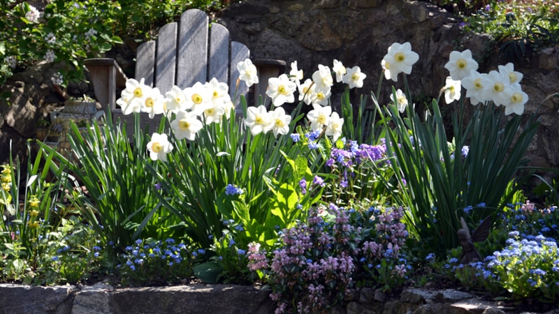 Посадка нарциссов осенью: правила и уход