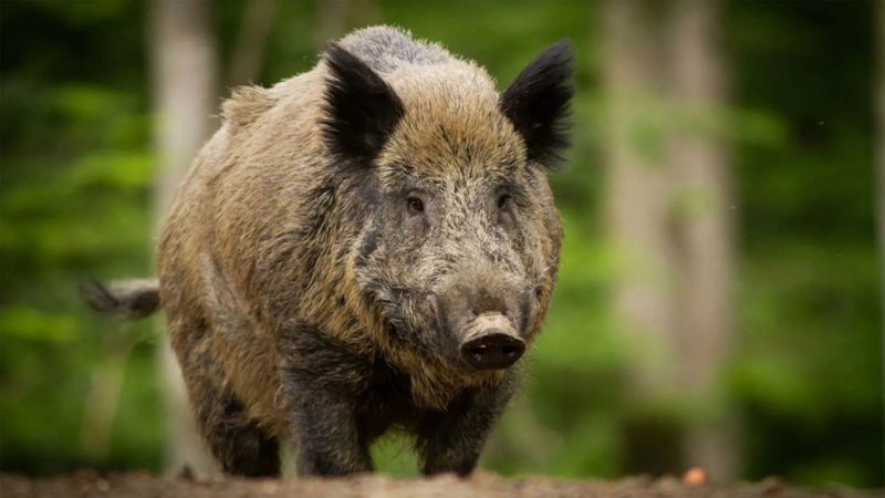 Синие кабаны Калифорнии: причина аномалии