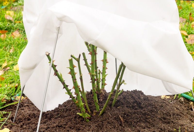 Подготовка роз к зиме: укрытие и уход