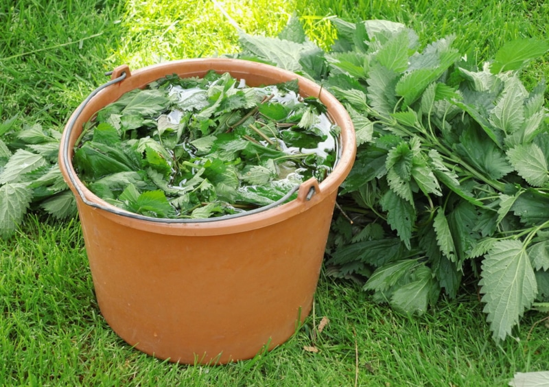 Мульча из крапивы для огурцов: польза и применение Мульча из крапивы для огурцов: польза и применение