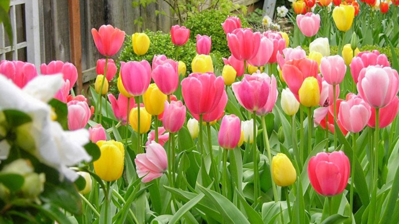 Тюльпаны на участке: секрет выбора луковиц