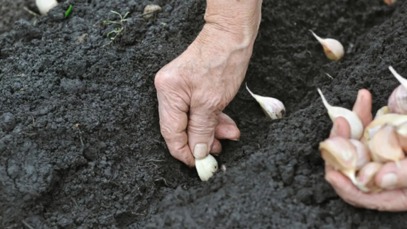 Осенняя посадка чеснока: секрет урожая