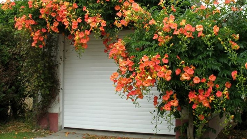 Кампсис в цвету: опасная красота