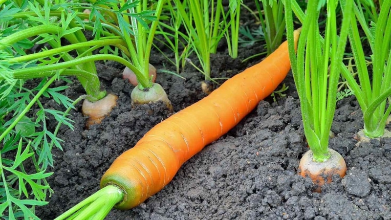 Морковь с причудливой формой: в чем причина