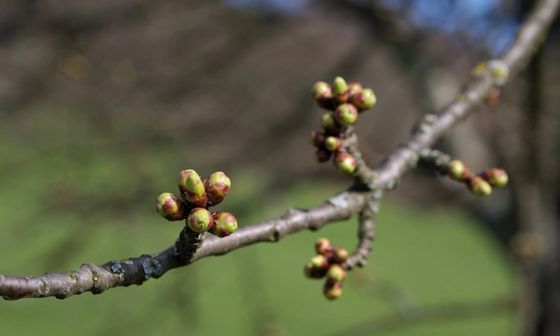 Весенний сад: защита яблонь