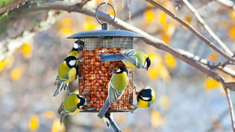 Зимняя кормушка: помощь птицам