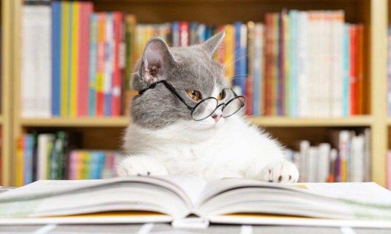 Животные и символы: эксперимент на восприятие