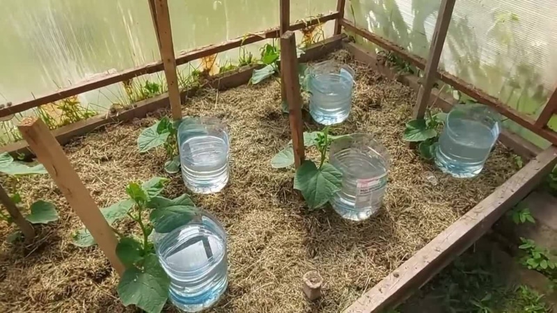 Пластиковые бутылки: дачные самоделки Пластиковые бутылки: дачные самоделки