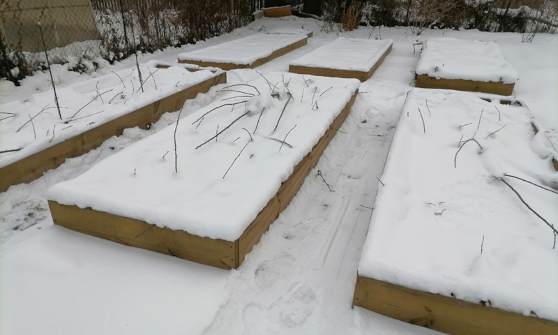 Снег на грядках: защита урожая Снег на грядках: защита урожая