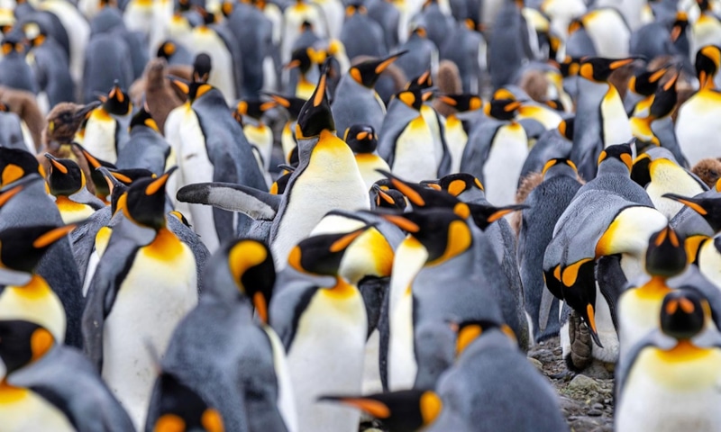 Императорские пингвины: секрет микросна Императорские пингвины: секрет микросна