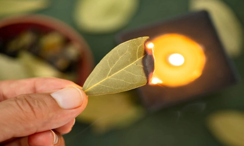 Лавровый дым: аромат без спреев