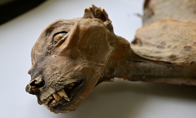 Мумии гепардов: тайна пещеры