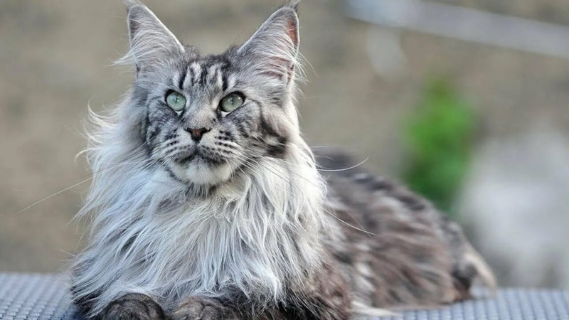 Мейн-кун: домашний гигант