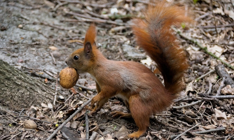 Белка-мастер тайников: когнитивные навыки пушистых Белка-мастер тайников: когнитивные навыки пушистых