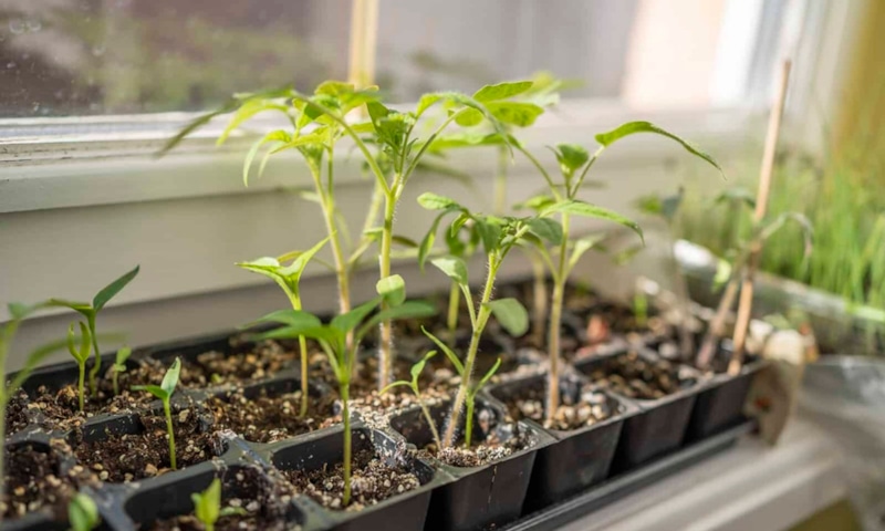 Рассада и антисептик: защита будущего урожая