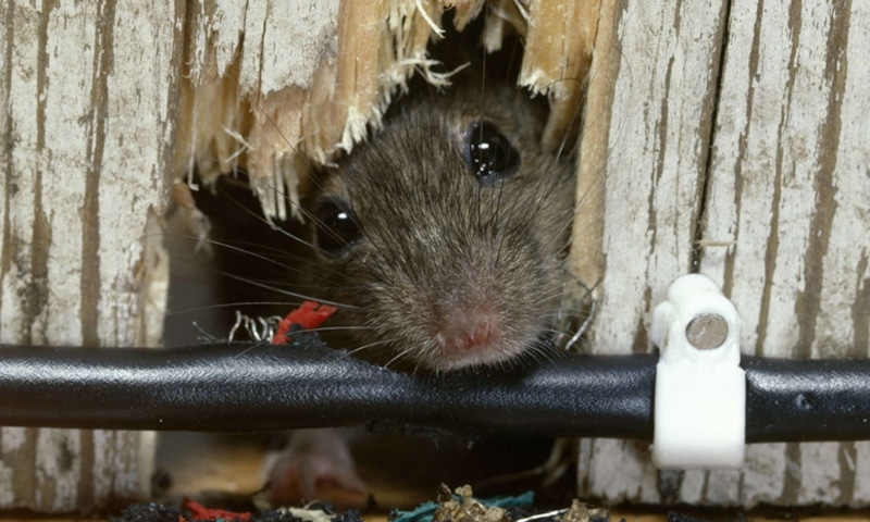 Защита дачи зимой: отпугивание мышей