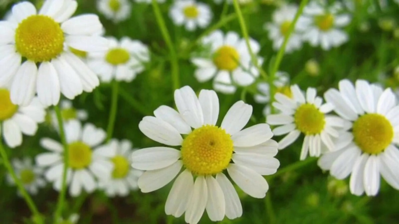 Ромашка лекарственная: польза для организма