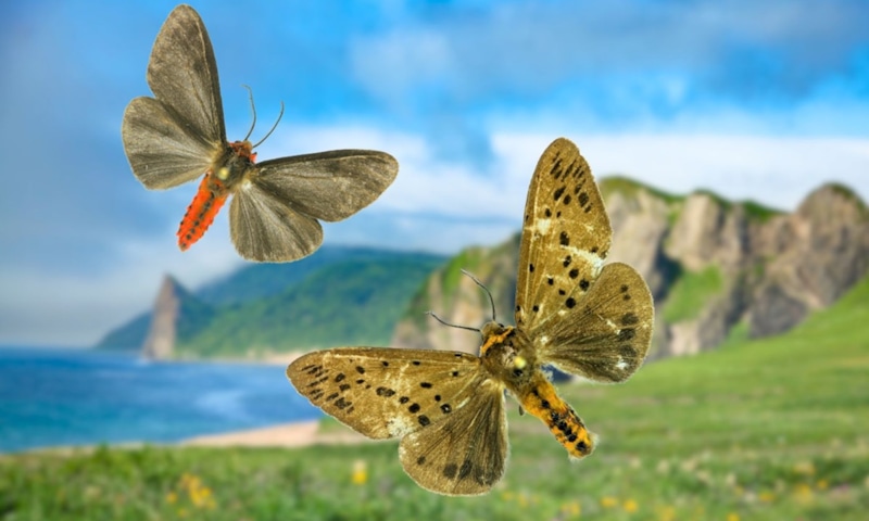 Новые бабочки Кунашира: неожиданное открытие