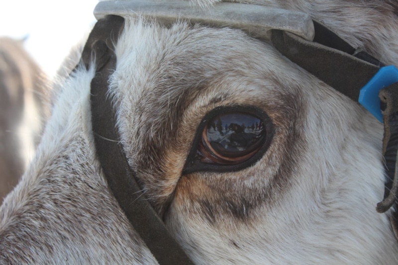 Северный олень: глаза-хамелеоны