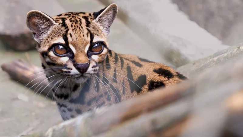 Leopardus tilcayo признали новым видом дикой кошки после генетического анализа