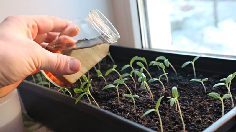 Рассада томатов: стимуляторы роста дома