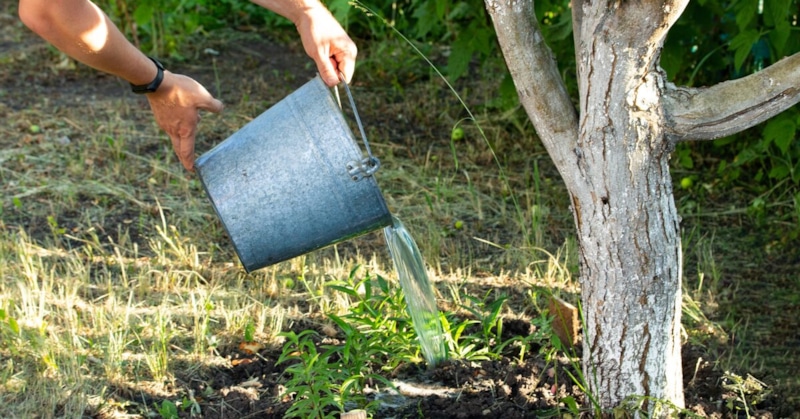 Весенняя подкормка вишни: зола и мочевина