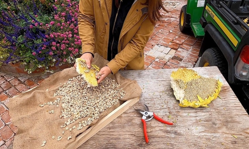 Подкормка семечками: цветы зимой оживают Подкормка семечками: цветы зимой оживают