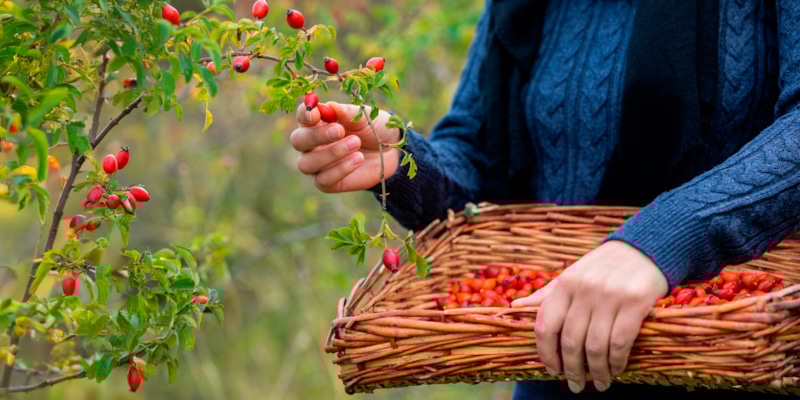 Источники витамина C: шиповник и перец лидируют