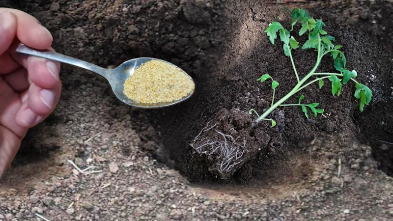 Посадка томатов: полезные добавки в лунку