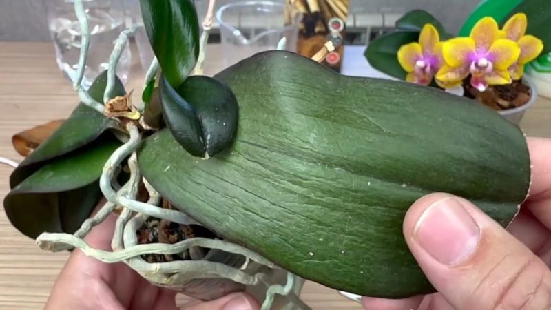 Опасная кухня: орхидея на подоконнике