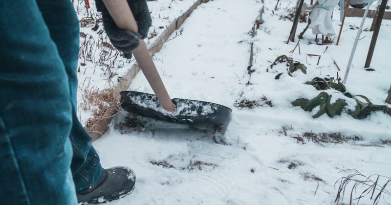 Зимний огород: снег над грядками