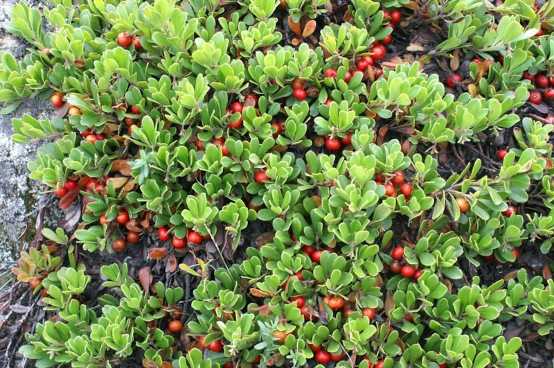 Медвежье ушко: толокнянка на садовой клумбе