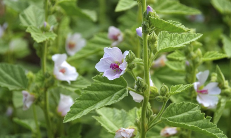 Цветущий алтей в природе: лечебные свойства