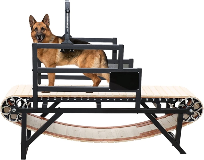 Активность питомца: польза без риска Активность питомца: польза без риска