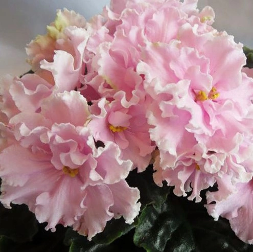 Фиалка Анна Герман