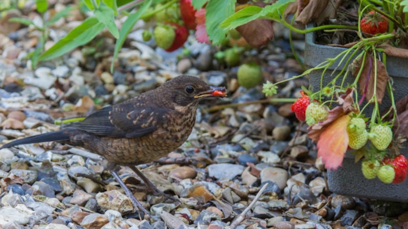 Клубника цела: птицы теряют интерес Клубника цела: птицы теряют интерес