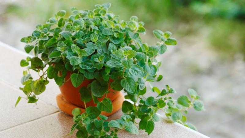 Майоран в быту: аромат и польза