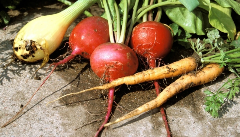 Нитраты в овощах: защита мозга