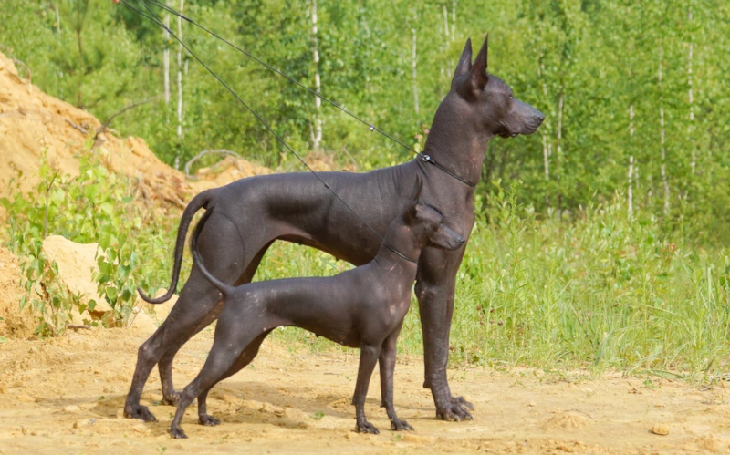 Верность сквозь века: древние породы собак Верность сквозь века: древние породы собак