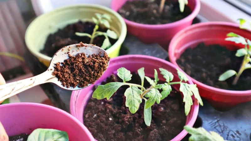 Живая почва: сила кофейной гущи