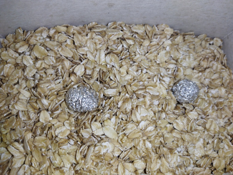 Чистый шкаф без паразитов: простой барьер